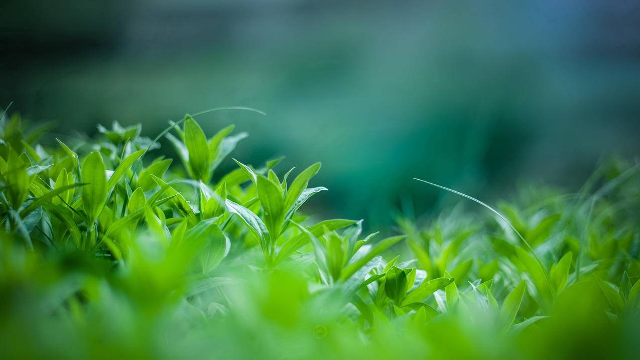 网红商城